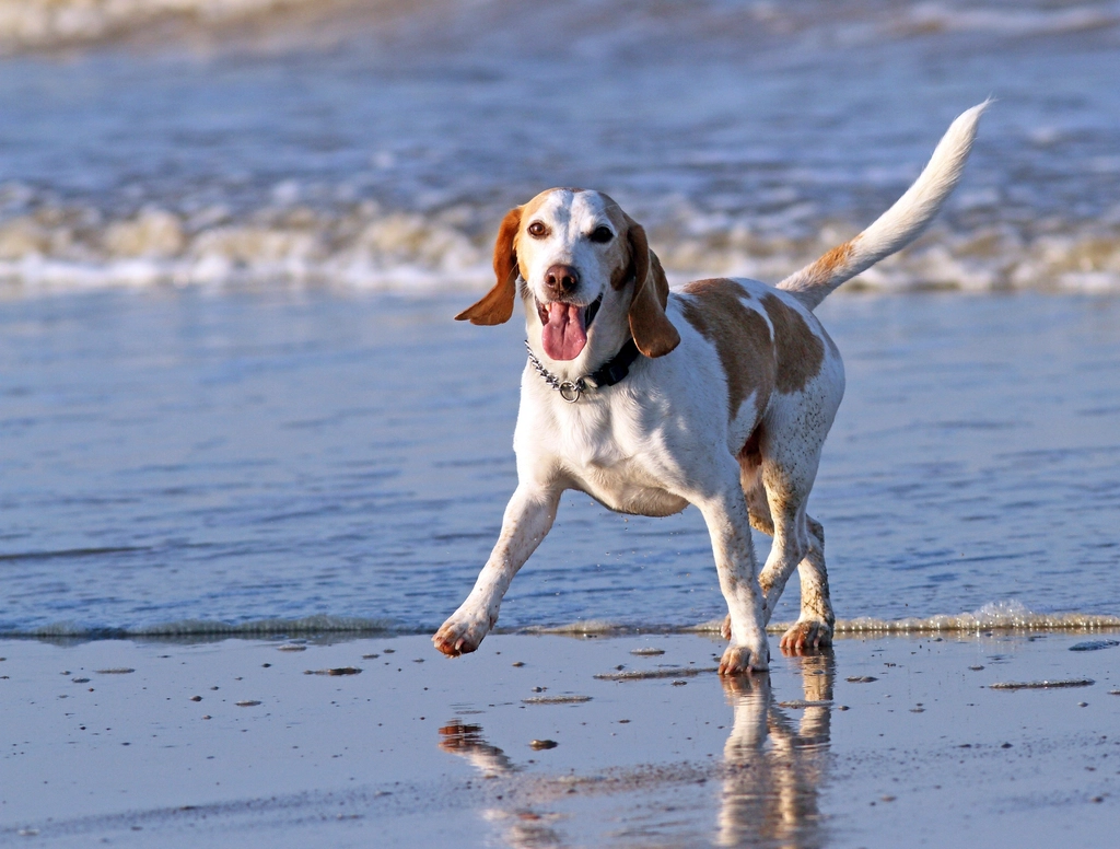 Hund und Hotel – Impression aus dem FairSchlafen Boutique Hotel